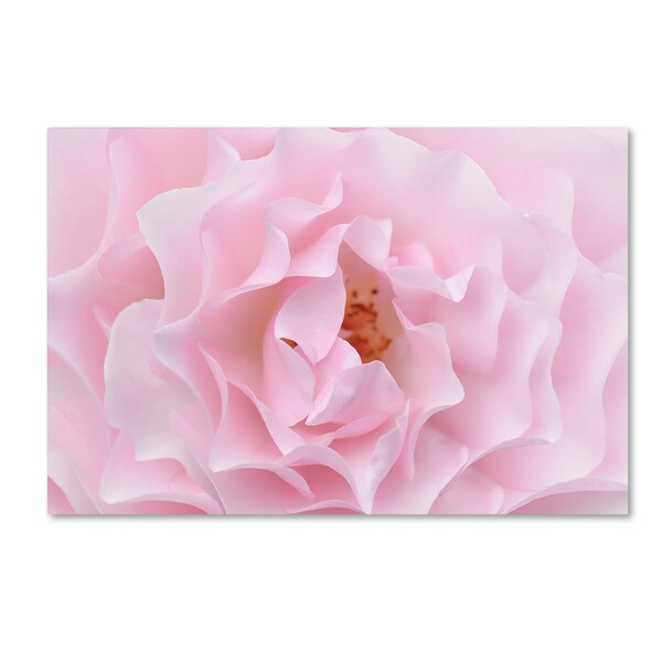 Trademark Fine Art Cora Niele 'Rose Pink Rose' Canvas Art, 22x32